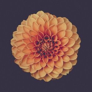 Meet your Posher, Lisa&allice